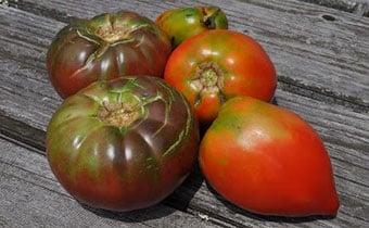 Diseased tomatoes