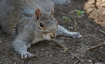 Squirrel