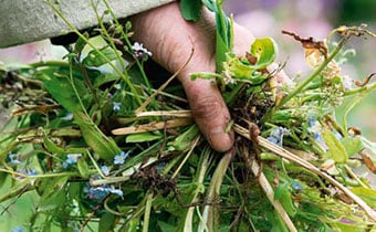 Fistful of weeds