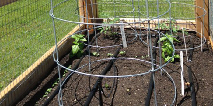 Tomato plants with stakes in garden