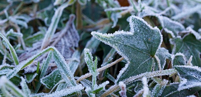 Frozen leaves
