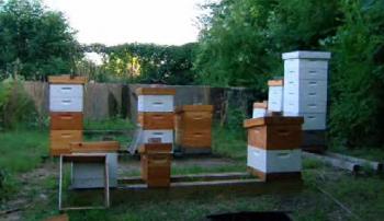 Dan's apiary