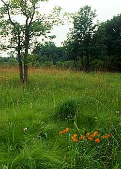 Somme Prairie Grove, Northbrook