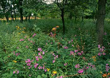 Somme Prairie Grove, Northbrook