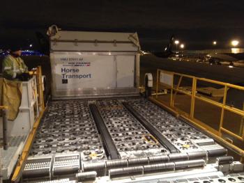 Up in the cargo jet, the horse stall with three horses is loaded onto the plane.