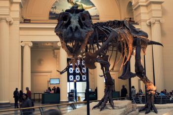 Sue at The Field Museum; photo by Dave Mathis