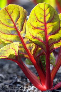 Beta vulgaris cicla (Swiss chard); image credit: Chicago Botanic Garden