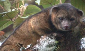 Photograph of Bassaricyon neblina "Olinguito" taken in the wild at Tandayapa Bird Lodge, Ecuador; image credit: Mark Gurney