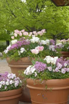 April is the perfect time to plant flowers in your garden. Courtesy: Robin Carlson, Chicago Botanic Garden.