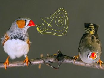 A new study of birds used a mathematical model to track how the brain controls the motor functions needed to produce a song. The research could lead to new ways of understanding human speech production. Photo by Daniel D. Baleckaitis