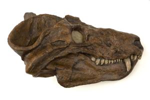 Cynognathus Skull Fossil, © AMNH/R. Mickens