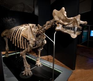 Uintatherium, © AMNH/ D. Finnin