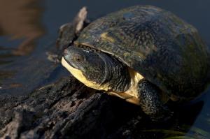 Blanding's Turtle. Photo by Carol Freeman. Click image to view photo gallery.