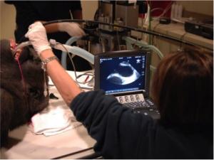 The equipment Barbara uses is nearly identical to what she uses to diagnose human patients at UCLA Medical Center.