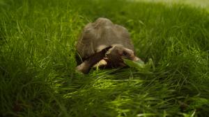 Tortoise eating from the garden ©Shedd Aquarium/Patrick Moreau