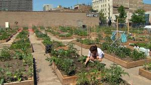 Tara O’Connor tends to her vegetables in Edgewater