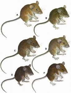 Philippine mouse drawings. Image Credit: The Field Museum. Click here for a photo gallery.