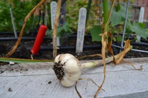 A harvested bulb of garlic.