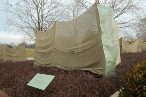 Hemlock with Burlap Wind Break