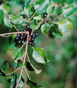 European buckthorn, an invasive species that's the most common tree in Chicago, is 28 percent of total tree population.