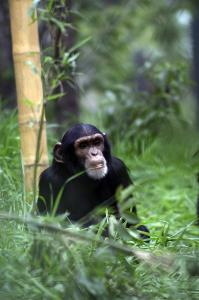 Whether in the wild or in captivity, studying chimpanzees provides valuable insight into their growth and development as a species. Courtesy of the Lincoln Park Zoo. Click image to view gallery.