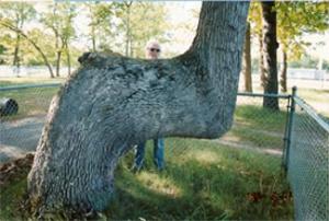 Central Michigan Trail Tree Protected White Oak. Click image to view photo gallery.