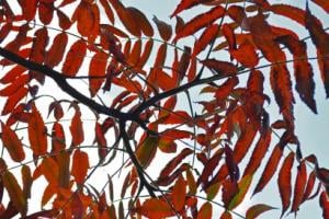 Staghorn Sumac. Image credit: The Morton Arboretum