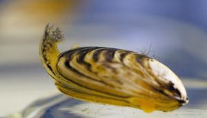 Quagga Mussel. Image credit: NOAA