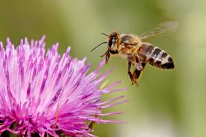 This Chicago business trains former inmates to be beekeepers