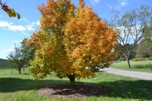 Korean Mountain Ash. Image credit: The Morton Arboretum