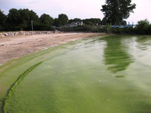 Algae blooming in Lake Erie. Image credit: NOAA/USGS