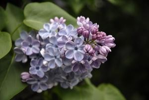 Syringa vulgaris. Courtesy Chicago Botanic Garden. Click image to view photo gallery.