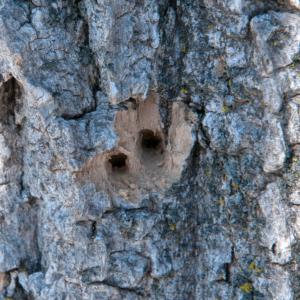 Woodpecker damage; courtesy Chicago Botanic Garden