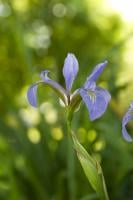 Iris Virginica; Courtesy Chicago Botanic Garden