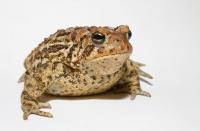 Amazing Tiny Frogs 🐸  Shedd Aquarium Amphibians Exhibit 