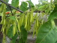 Green ash, a native species, is among the five most common trees but is threatened by the invasive Emerald Ash Borer.