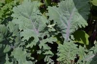 Chicago area gardeners can begin planting fall crops, like kale.