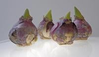 Hyacinth Bulbs. Click image to view photo gallery.