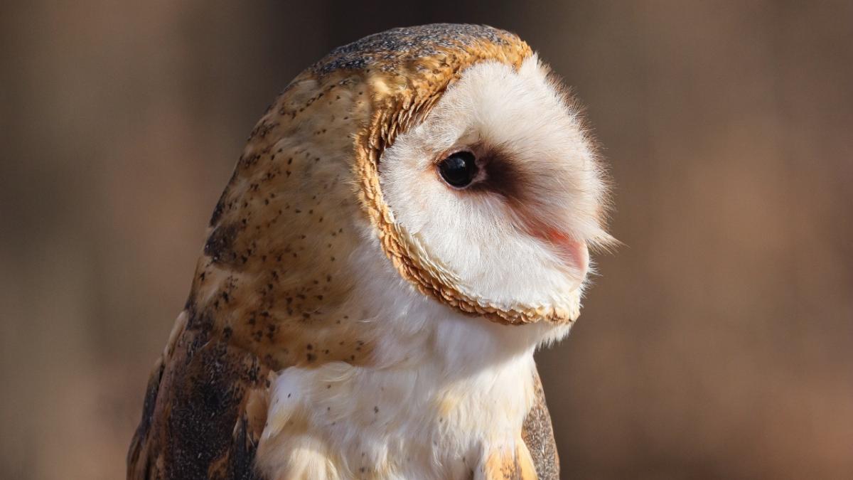 The Forest Preserve District of Cook County's animal ambassador program includes this barn owl. (Courtesy of Forest Preserve District of Cook County)