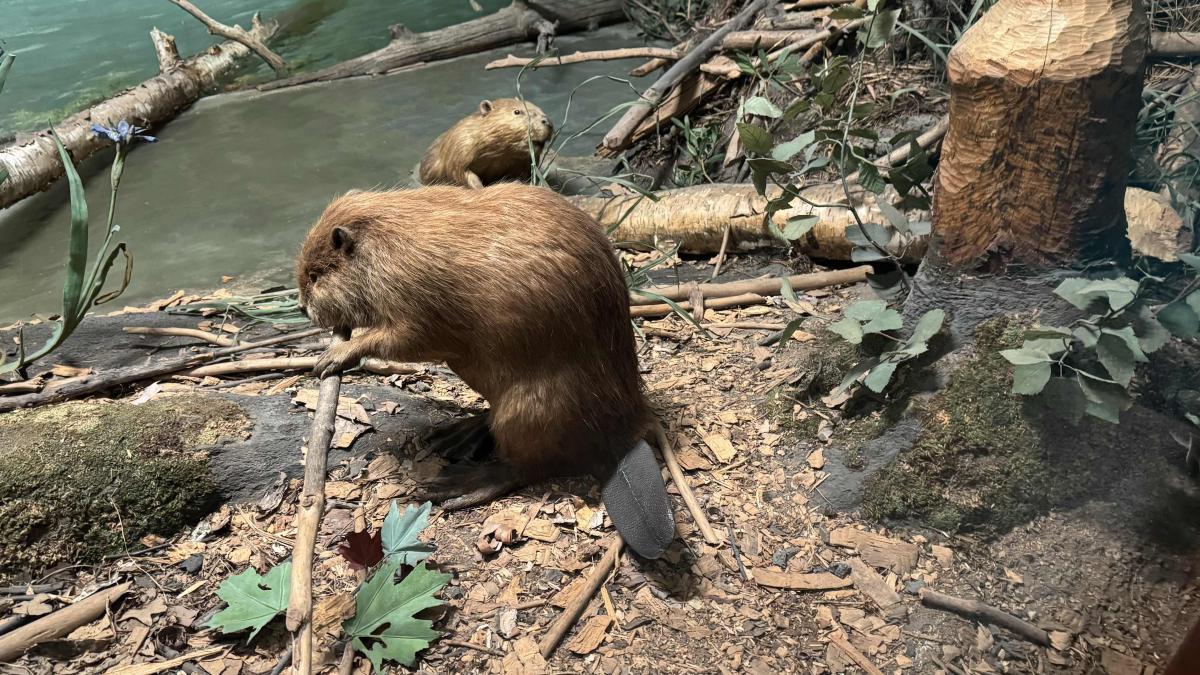 The Field Museum's diorama contains actual beaver specimens and replicates their natural environment and behaviors. (Patty Wetli / WTTW News)