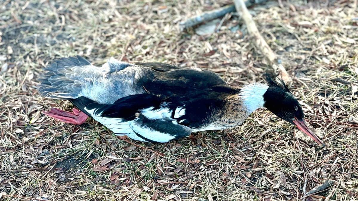 A dead merganser, seen on the Chicago lakefront, Feb. 1, 2025. (Patty Wetli / WTTW News)