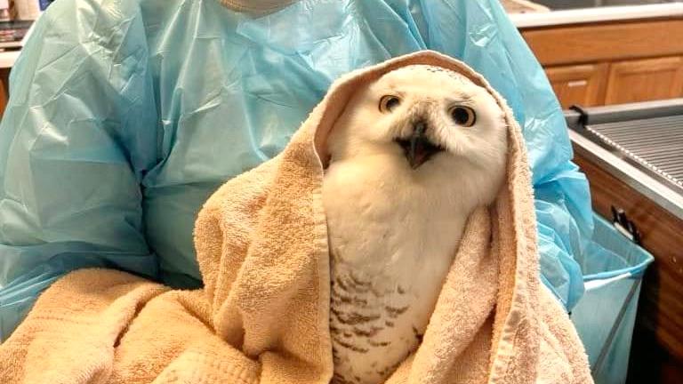 An injured snowy owl was treated at and released from DuPage Wildlife Conservation Center in January 2025. (Courtesy DuPage Wildlife Conservation Center)