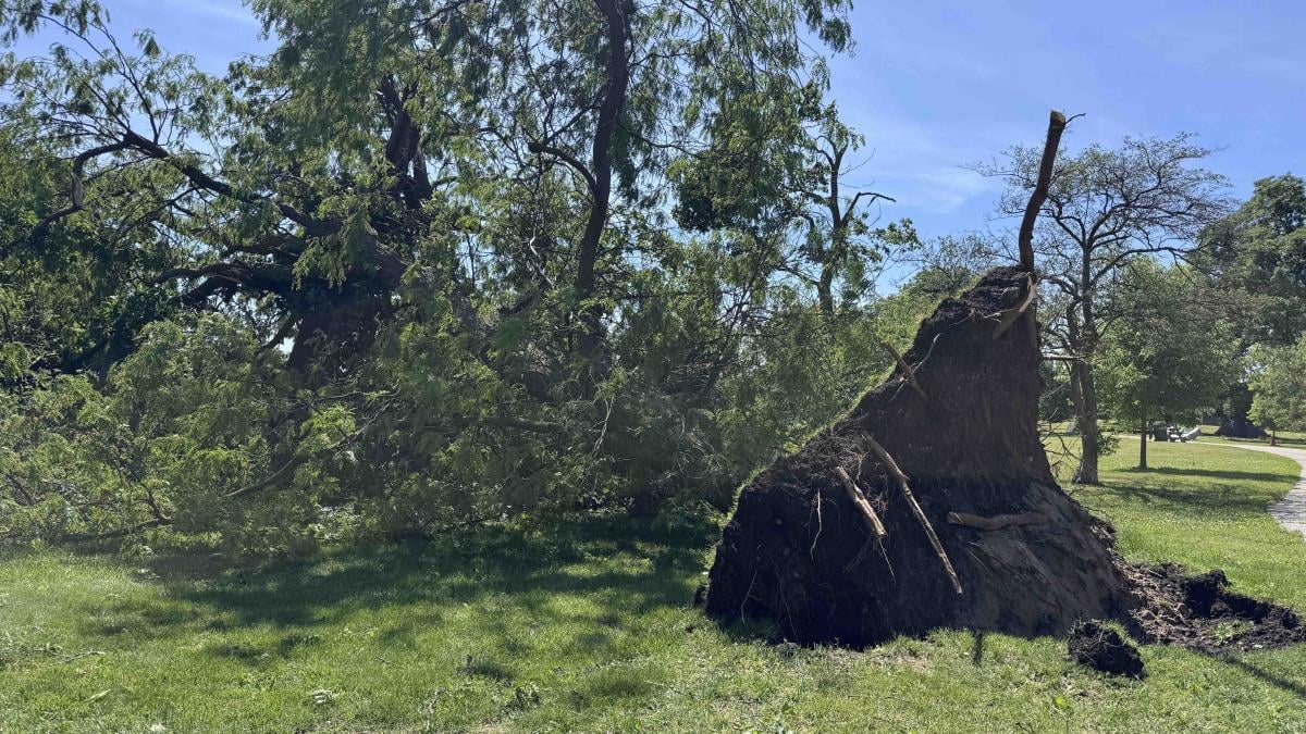 A tree at Wilson Avenue and Marine Drive was completely uprooted during Wednesday's storms. (Patty Wetli / WTTW News)