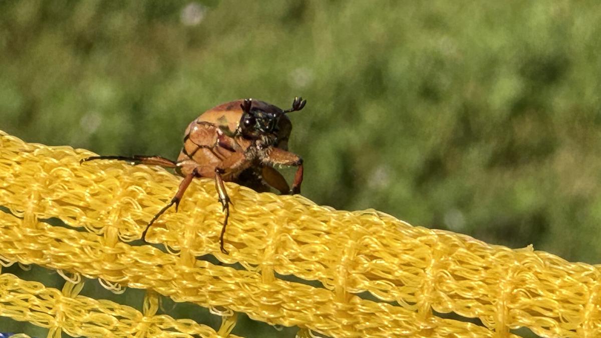 Swarms of adult scarab beetles have converged on Welles Park in a mating frenzy. In past years, the resulting larva have eaten acres of the park’s turf. (Patty Wetli / WTTW News)
