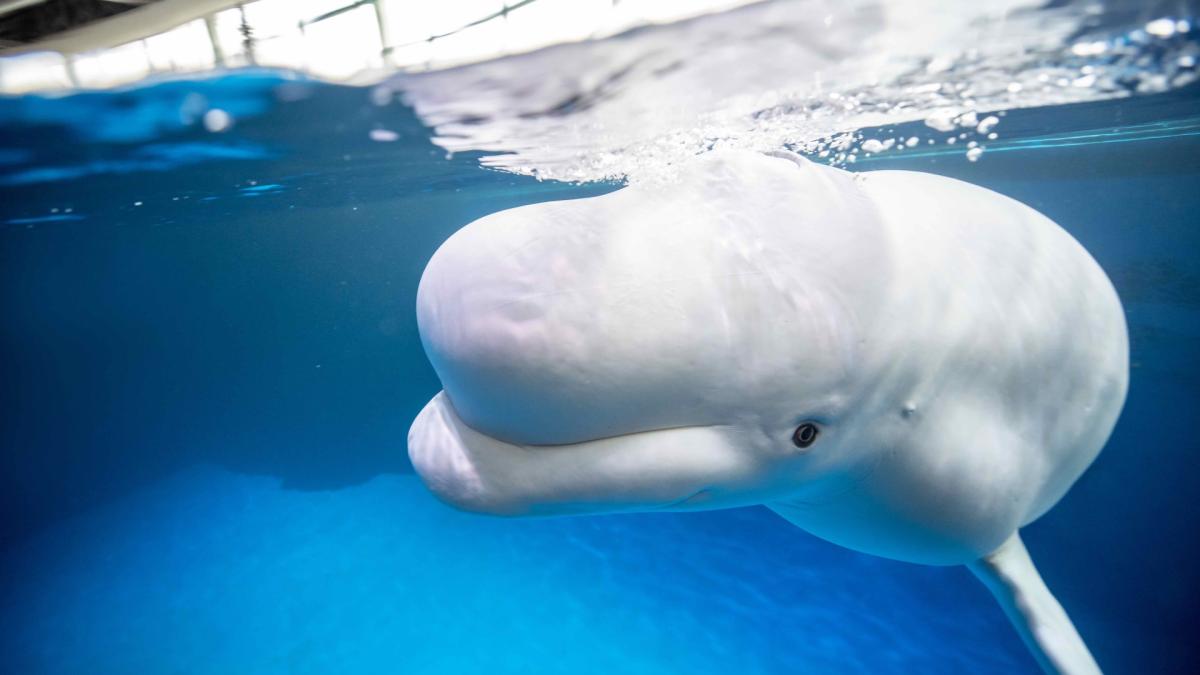 Beluga whales at Shedd Aquarium will soon have company. (Brenna Hernandez / Shedd Aquarium)