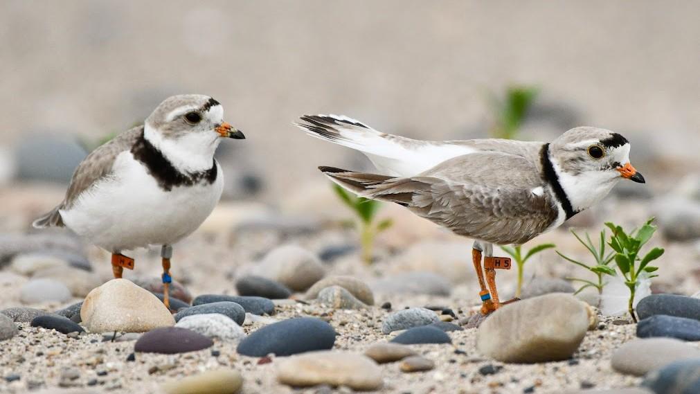 Piping plovers Blaze and Pepper get reacquainted in Waukegan. Volunteer plover monitors are now on nest watch for the second time this season. (Oliver Slater)