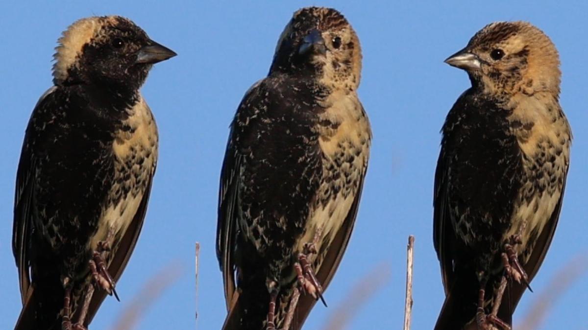 A composite image of the bobolink nicknamed Black and Tan, showing its male and female sides split down the middle. (Luke Dahlberg / Citizens for Conservation)