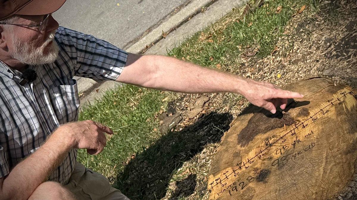 Bruce Wexelberg explains how he counted rings to estimate the age of a parkway tree cut down after this summer’s storms. (Patty Wetli / WTTW News)