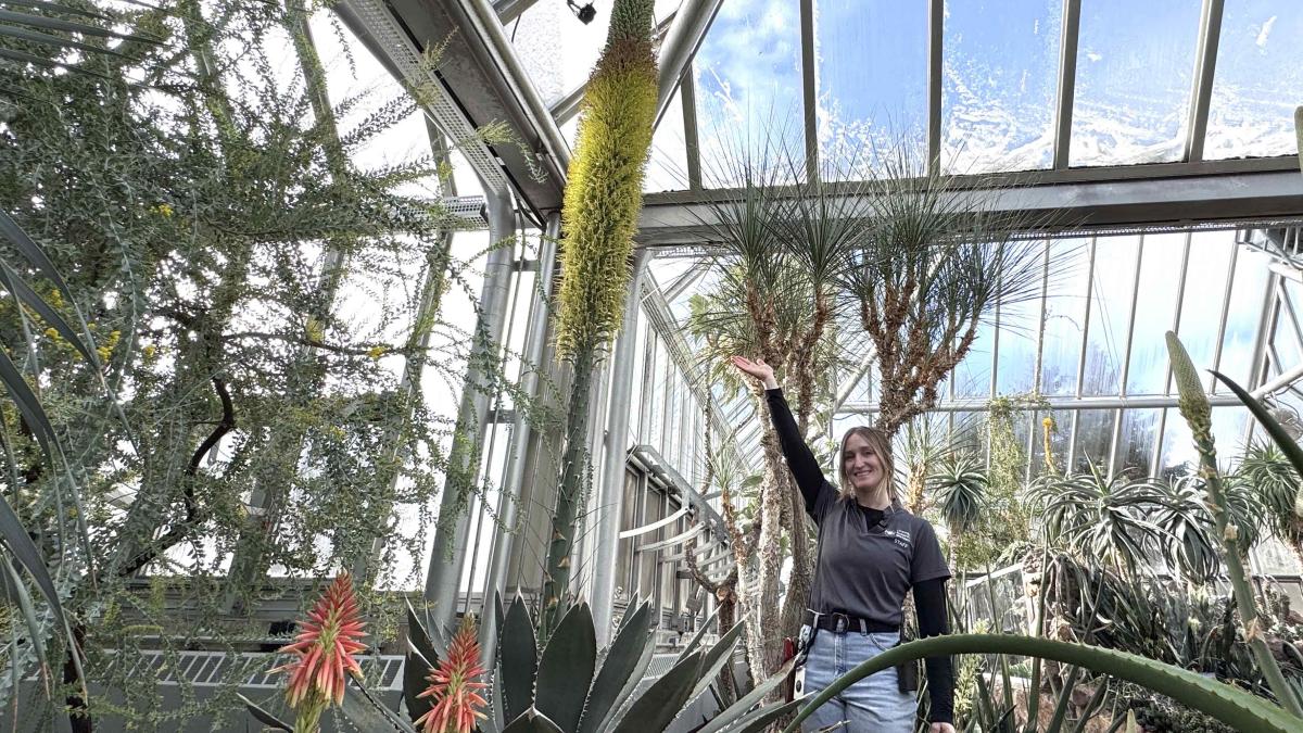 Horticulturalist Sarah Nolimal in the Chicago Botanic Garden's arid greenhouse. (Patty Wetli / WTTW News)