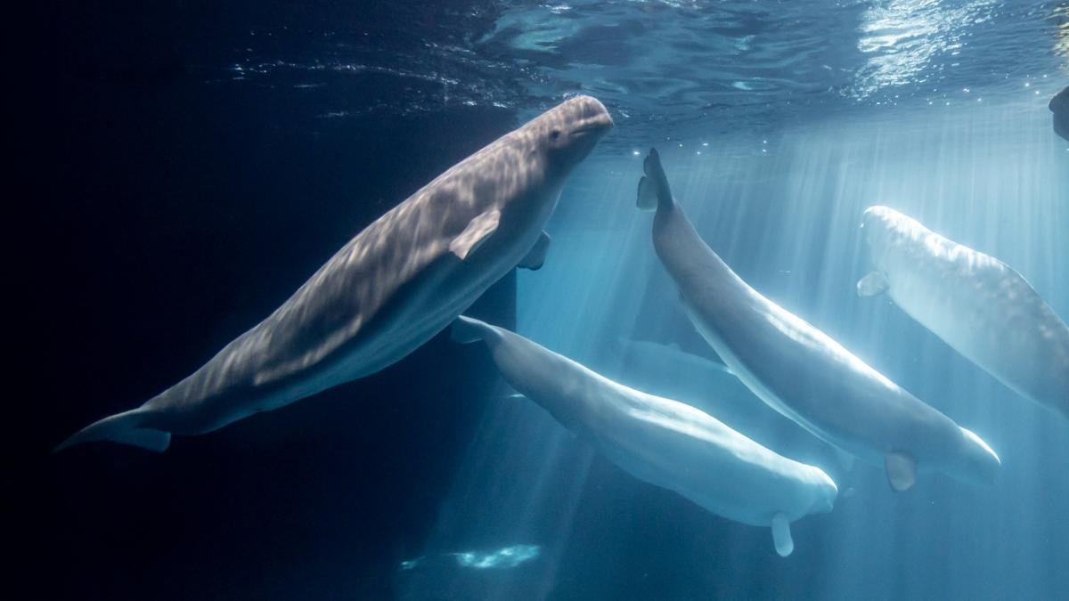 Rescued beluga whale Caspian swimming in the Abbott Oceanarium. (Courtesy of Shedd Aquarium)